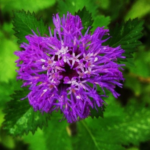 ImageUploadedByTriniTuner1386716765.672278.jpg