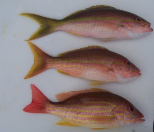 hybrid snapper, 100_3458.jpg