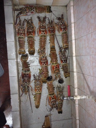 ImageUploadedByTriniTuner1387555411.700107.jpg