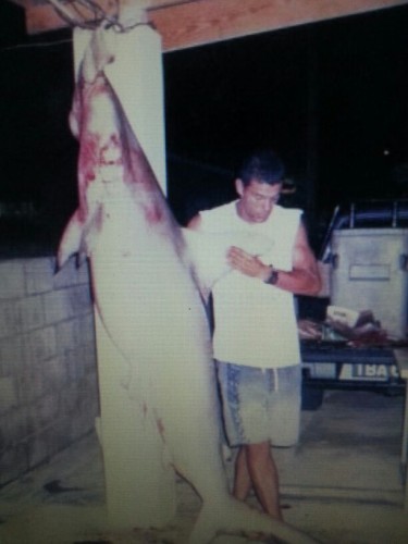 shark.jpg