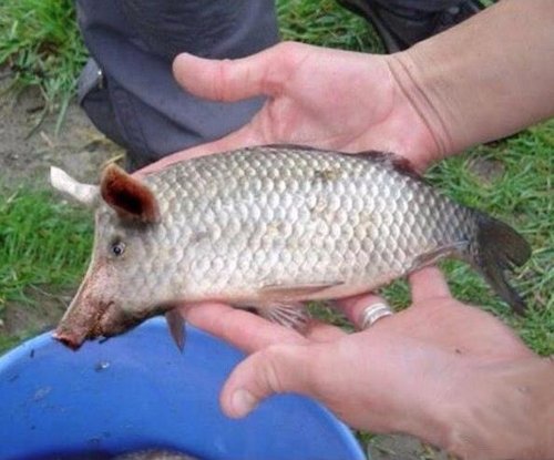 fishy.jpg