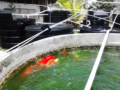 koi tank.jpg