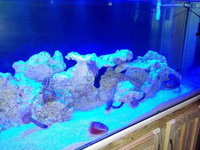 Blue Leds on Aquarium (1).jpg