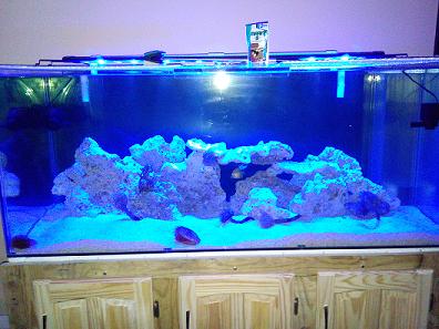 Blue Leds on Aquarium (2).jpg