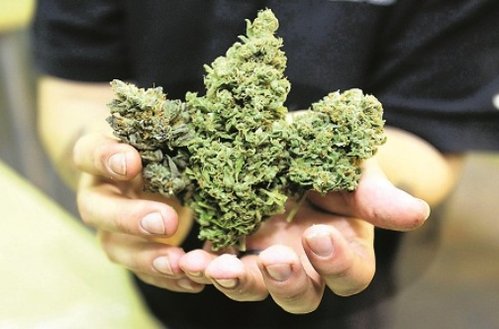 ganja.jpg