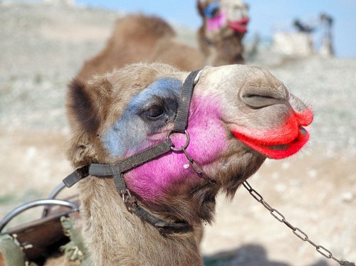 miss-camel.jpg