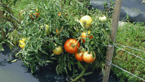 wnc-tomatoes.gif