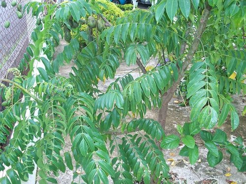 100_2400.JPG