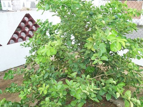 100_2399.JPG
