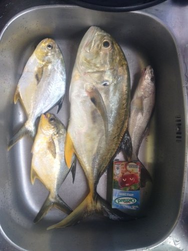ImageUploadedByTriniTuner1410487626.591138.jpg
