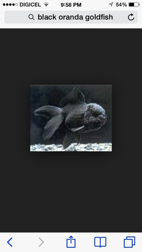 ImageUploadedByTriniTuner1411696787.331953.jpg