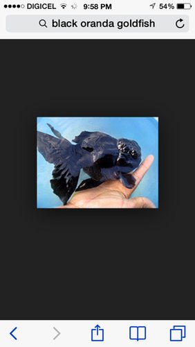 ImageUploadedByTriniTuner1411696812.462295.jpg