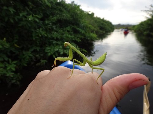 12praying mantis.jpg