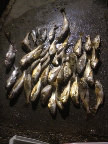 ImageUploadedByTriniTuner1416789571.245894.jpg