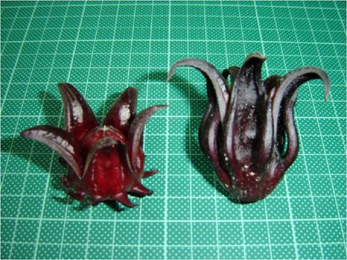 Sorrel.jpg