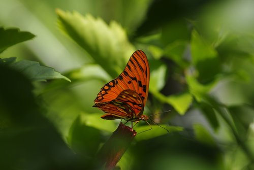 _IGP4063.jpg