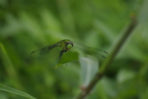 _IGP4072.jpg