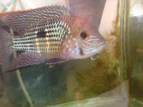 ImageUploadedByTriniTuner1420059201.200491.jpg