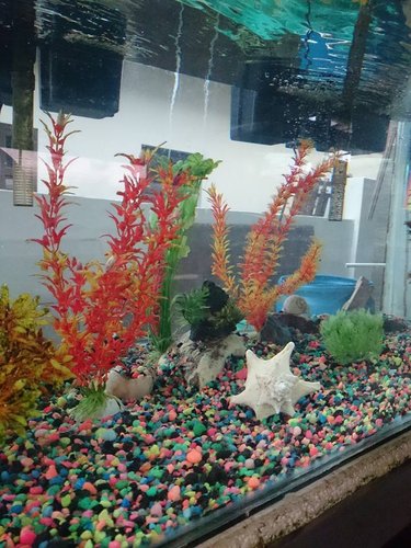 Aquarium4.jpg