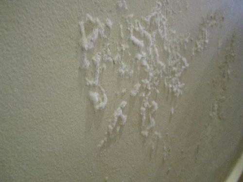 fungus-wall-1.jpg
