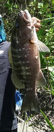 snapper.jpg