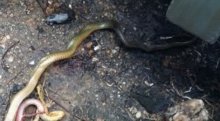 snakeke.jpg