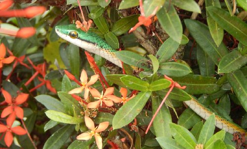 DSCN7526snake.jpg