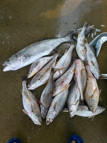 fish.jpg