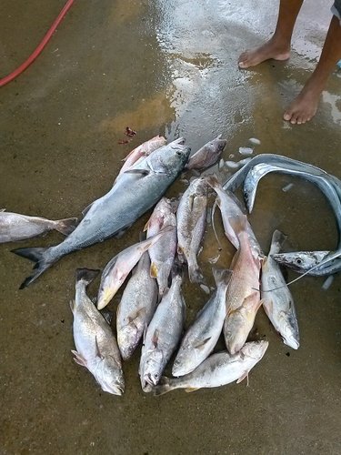 fish2.jpg