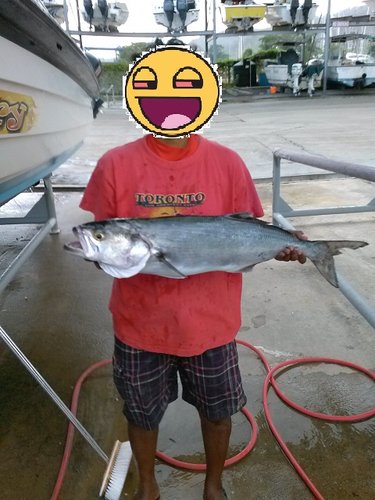 fish 3.jpg