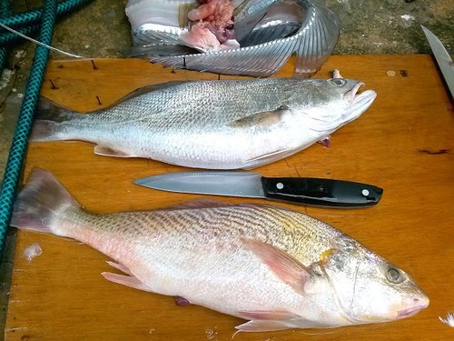 fish4.jpg