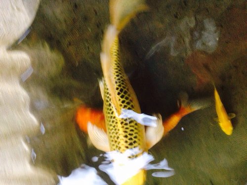 ImageUploadedByTriniTuner1432685295.151205.jpg