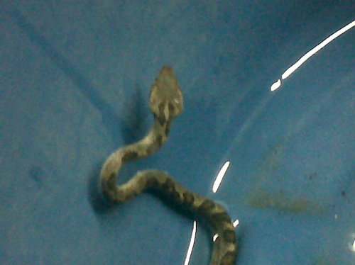 IMG00155-20110421-1947.jpg