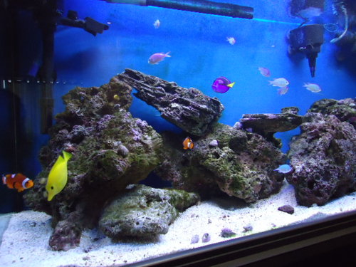 4ft tank 1.JPG