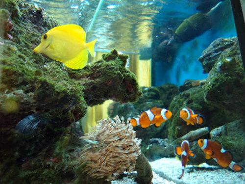 4ft tank 2.JPG