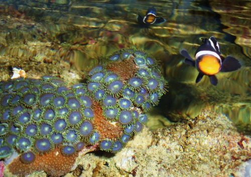 Black clowns and coral.JPG