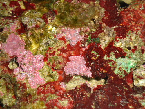 Coraline algae.JPG