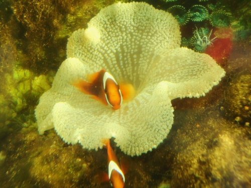 Tomato clowns with carpet anemone.JPG