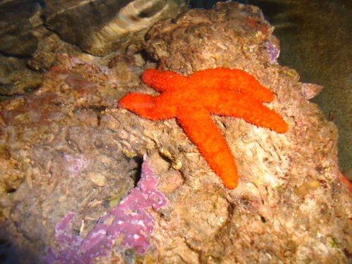 Starfish.JPG