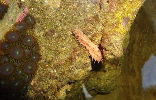 Sea cucumber.JPG