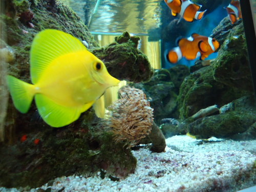 4ft tank 4.JPG