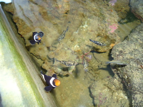 Black clownfish and mollies.JPG