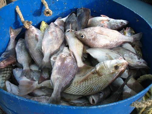fish2.jpg