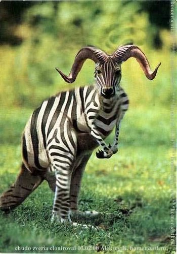 MixedAnimal.jpg