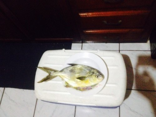 ImageUploadedByTriniTuner1443063612.983183.jpg