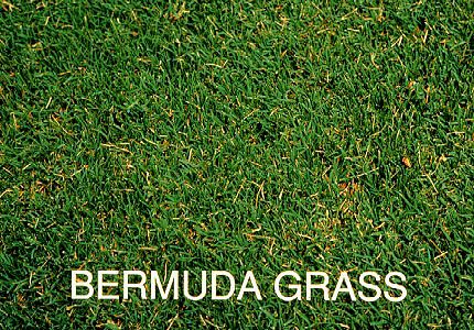 commonbermudagrass.jpg