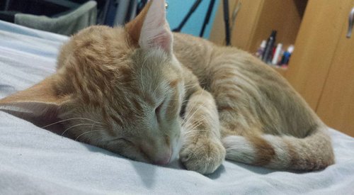 kitty.jpg