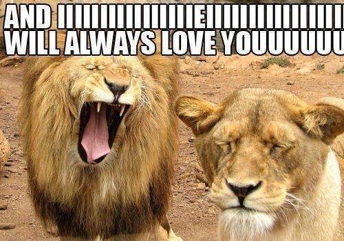 Funny-lion-meme.jpg