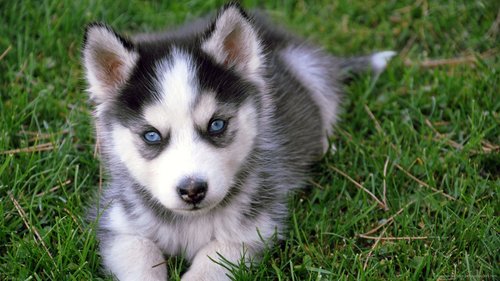 blue-eyed-husky-puppy.jpg