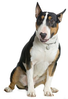 bullterriersf5.jpg